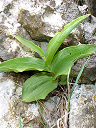 Young plant