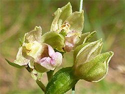 Epipactis dunensis