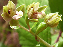 Pale-coloured flowers