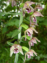 Broad-leaved helleborine