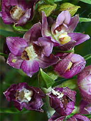 Dark purple flowers