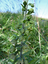 Developing flowers