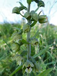 Greenish flowers