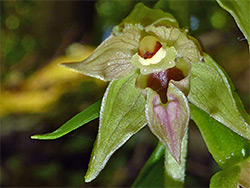 Purple-tinged flower