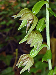 Green sepals and ovaries