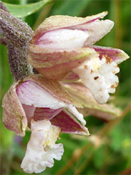 Marsh helleborine