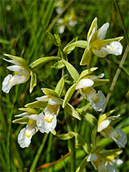 Greenish-white flowers
