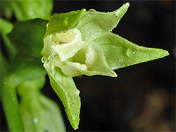 Pale-coloured flower