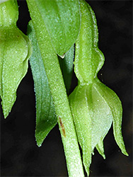 Light green flower