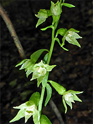 Group of flowers