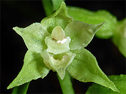 Green-flowered helleborine