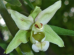 Pale green flower
