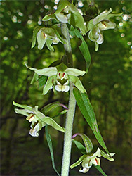 Elongated inflorescence