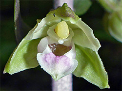 Pale-coloured flower