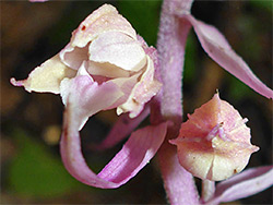 Pink flower