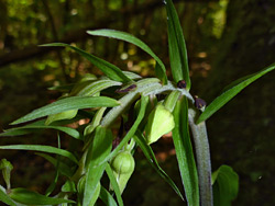 Curving stem