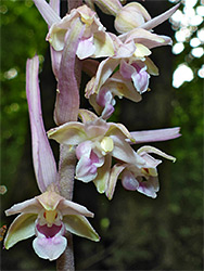 Rosea variety