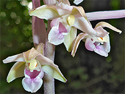 Pale-coloured flowers