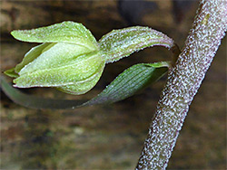 Hairy stem