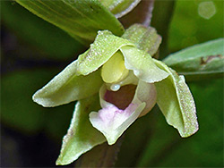 Partially open flower