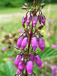 Erica cinerea