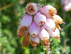 Flower cluster