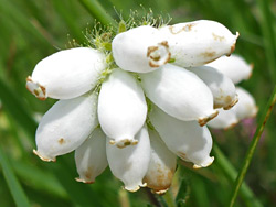 White flowers