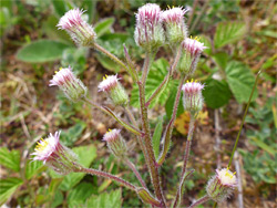 Short-rayed flowerheads