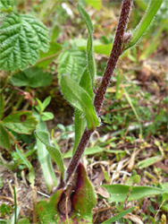 Stem and leaves