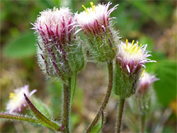 Erigeron acer