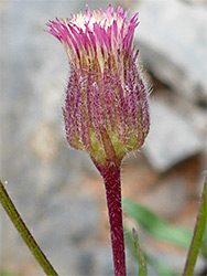 Blue fleabane