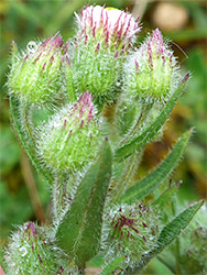 Hairy flowerheads