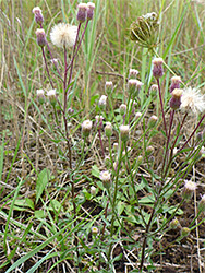 Group of stems