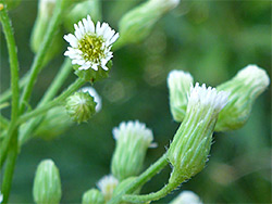 Erigeron canadensis