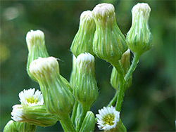 Canadian horseweed