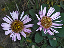 Pair of flowerheads
