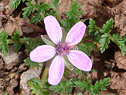 Erodium cicutarium