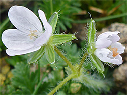 Stork's-bill