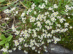 Numerous flowers