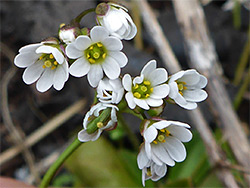 Small white flowers