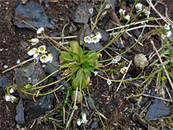 Slender stems