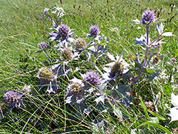 Flowering stems