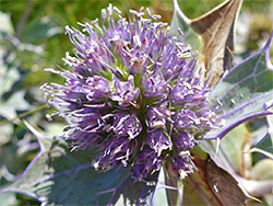 Exserted stamens