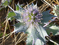 Leaves and flowers