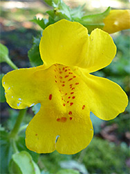 Flower interior