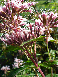 Eupatorium cannabinum