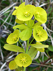 Yellowish flowers