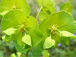 Yellow-green inflorescence