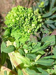 Leaves and flowers