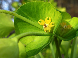 Crescent-shaped glands